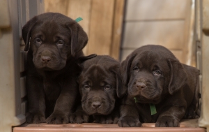Three chocolate puppies