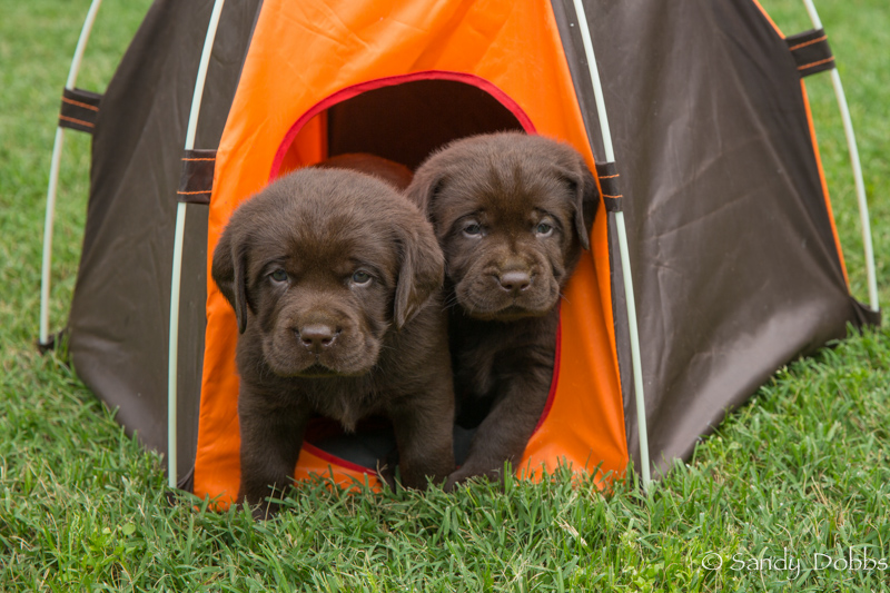 Chocolate puppies in test