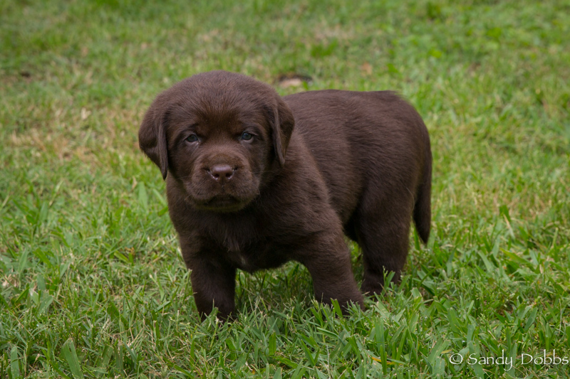 Chocolate puppy